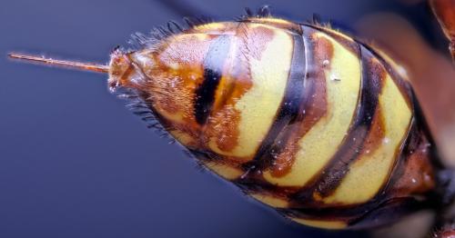 Nomada signata